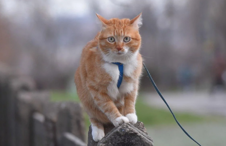 Україну затисне між антициклонами: де 14 грудня чекати дощ і мокрий сніг Україну затисне між антициклонами: де 14 грудня чекати дощ і мокрий сніг